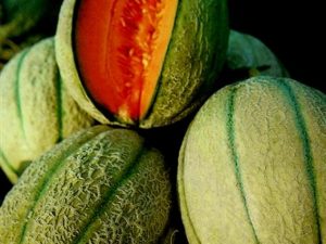 Melone retato degli ortolani