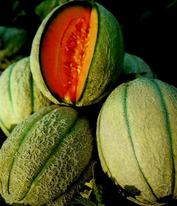 Melone retato degli ortolani