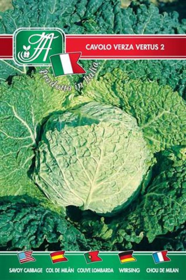 Cavolo verza Vertus 2