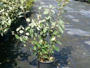Elaeagnus ebbingei