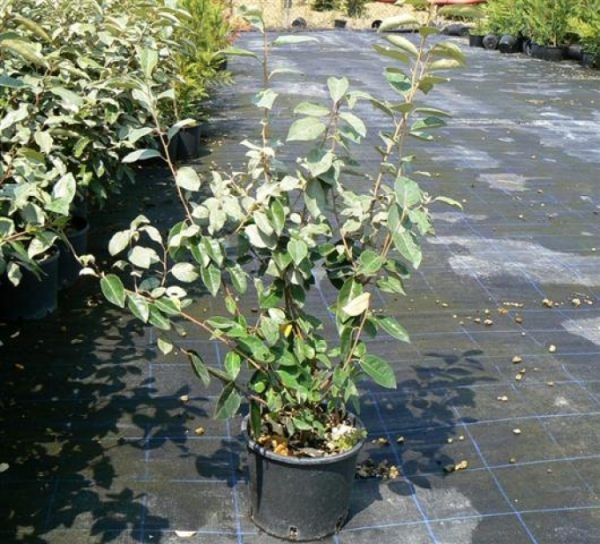 Elaeagnus ebbingei