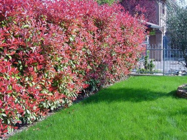 Photinia fraseri Red Robin