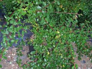 Cotoneaster dammeri