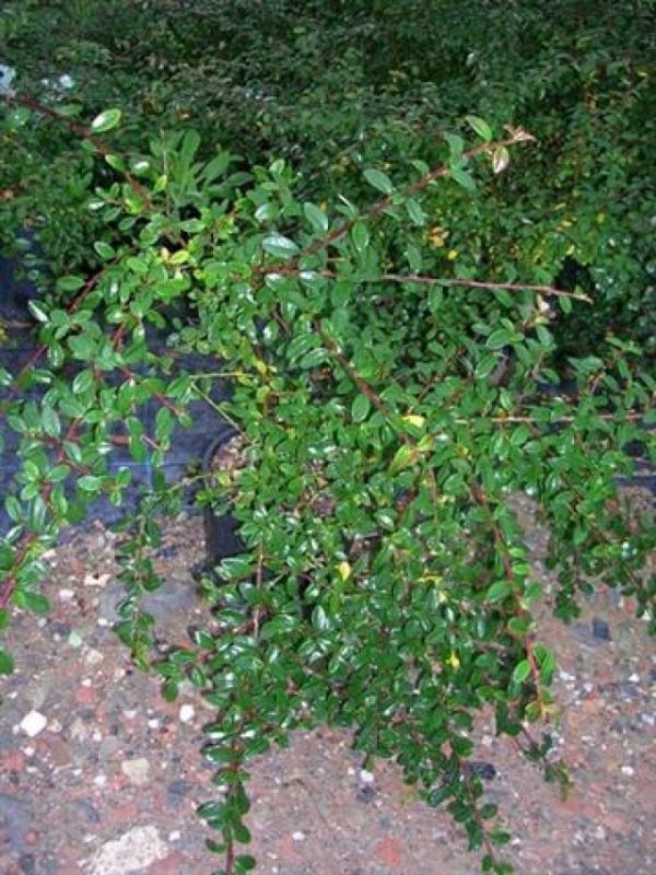 Cotoneaster dammeri