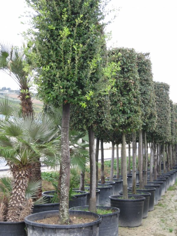Quercus ilex