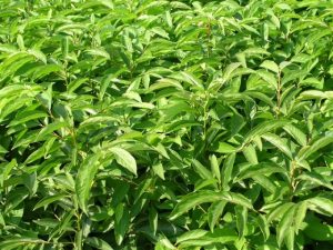 Diospyros lotus