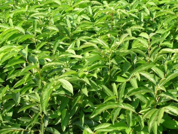 Diospyros lotus