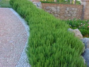 Rosmarinus officinalis