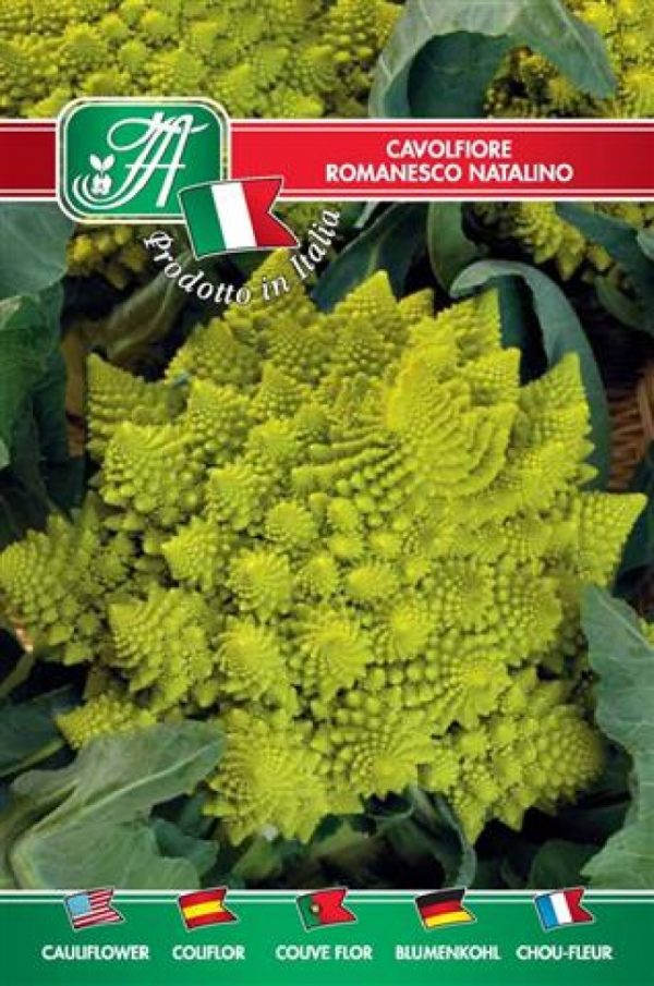 Cavolfiore romanesco natalino