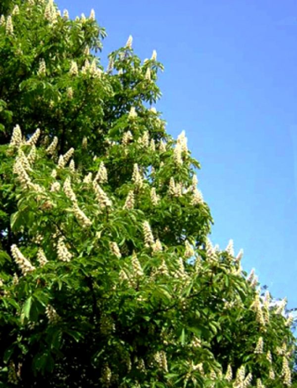 Aesculus hippocastanum