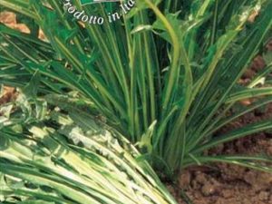 Cicoria Catalogna puntarelle a foglia stretta