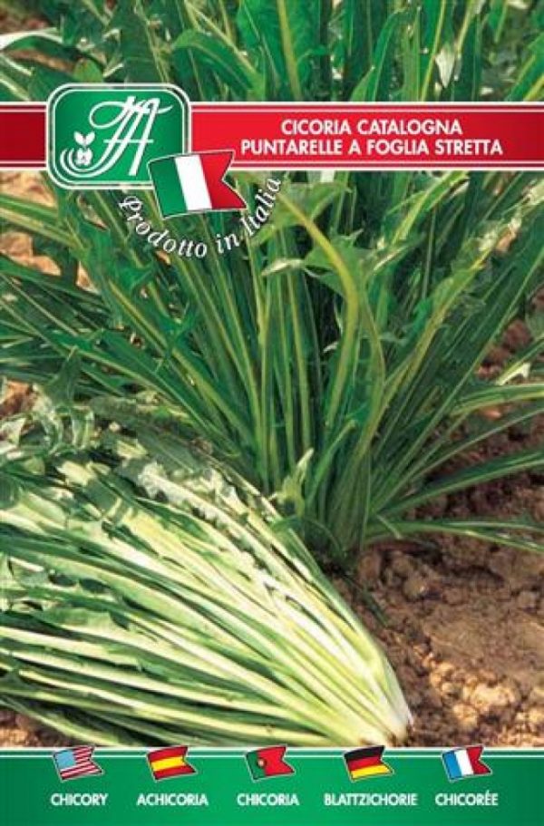 Cicoria Catalogna puntarelle a foglia stretta