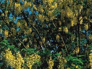 Laburnum anagyroides