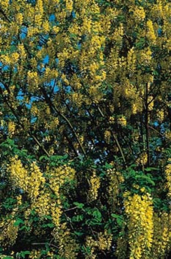 Laburnum anagyroides