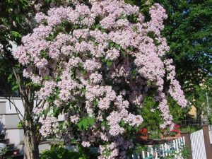 Kolkwitzia amabilis