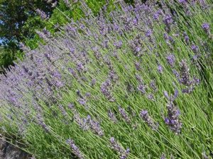 Lavanda officinalis